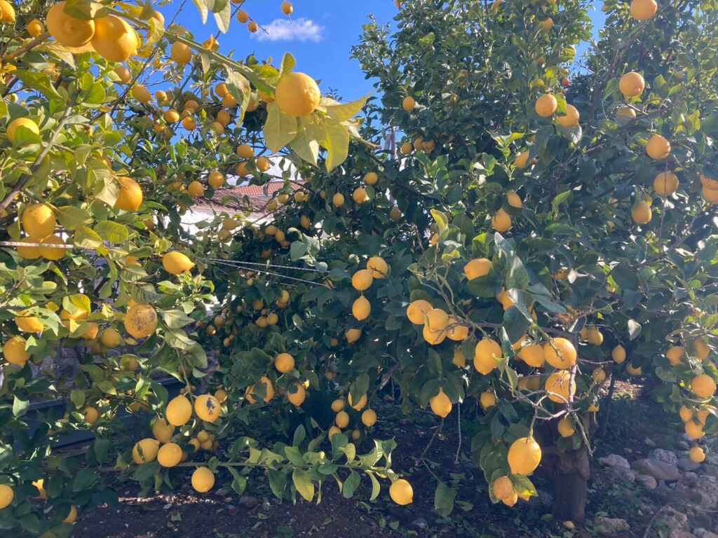 Lemons-photo-for-AirBnB-scaled