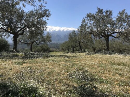 Raki Olive Orchard