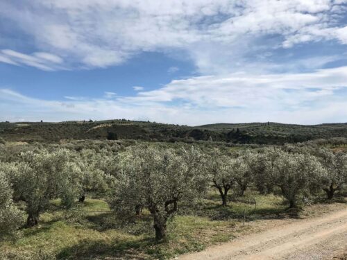 Vrontamas Olive Orchard