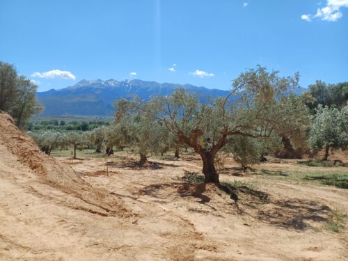 Xouni Olive Orchard